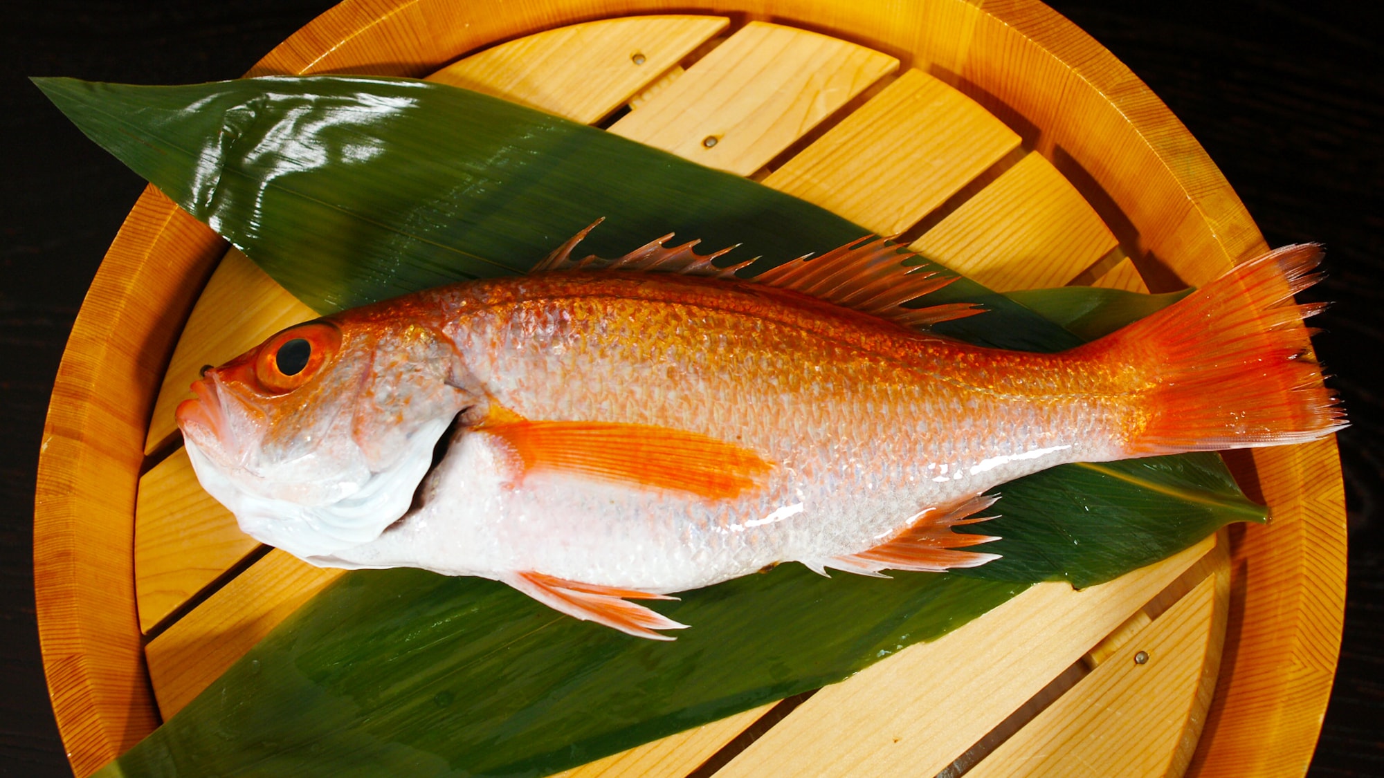 【목구멍 회석】 목구멍-도야마만에서 잡힌 키토키토의 아름다운 목구멍-