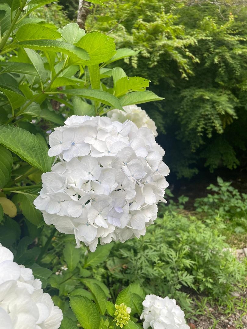 6AB84ED2-C186-4616-8036-4DBF28F0A587.jpeg