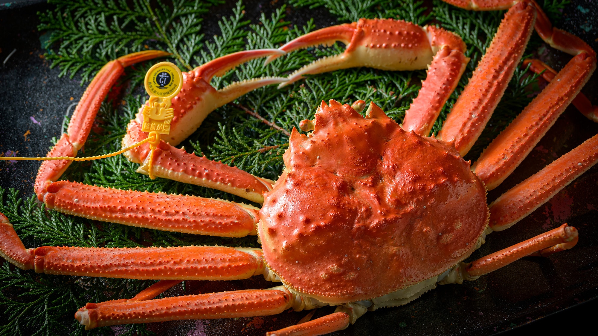 【越前かに】越前がにの誇り、タグ付きの本ずわい蟹。堂々たる姿を一杯まるごと