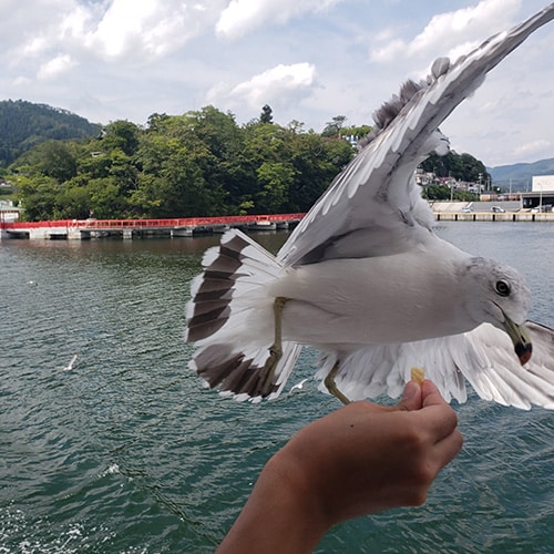 ■ Black-tailed Gull Cruising