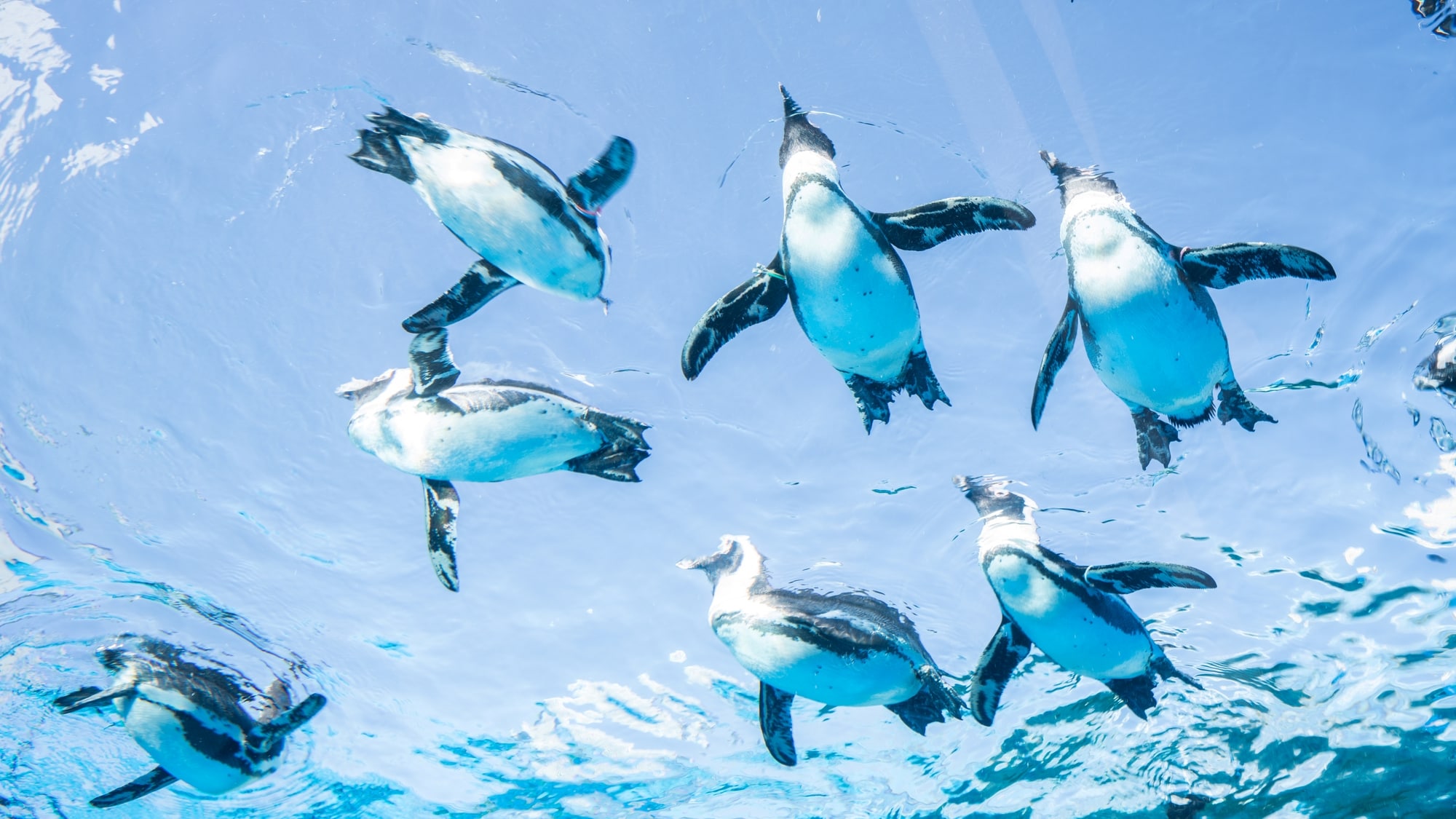 Sunshine City: Sunshine Aquarium