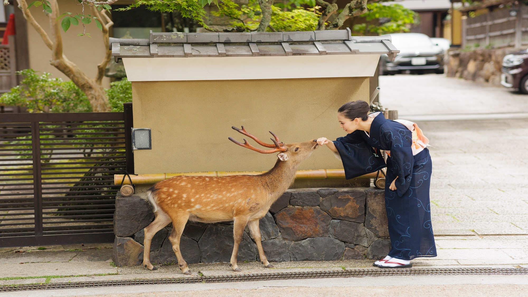 Young proprietress and deer