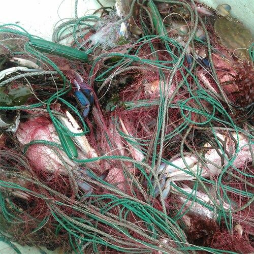 *วันนี้จับได้ตัวใหญ่เลย☆