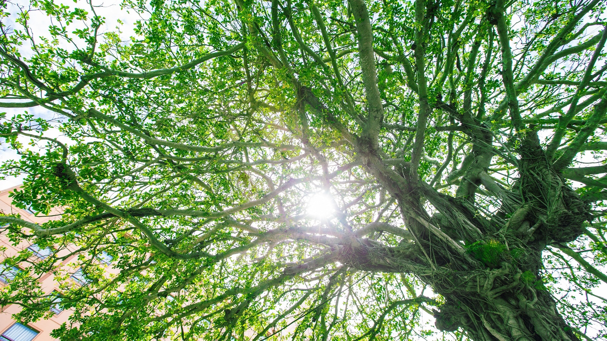 Gajumaru tree