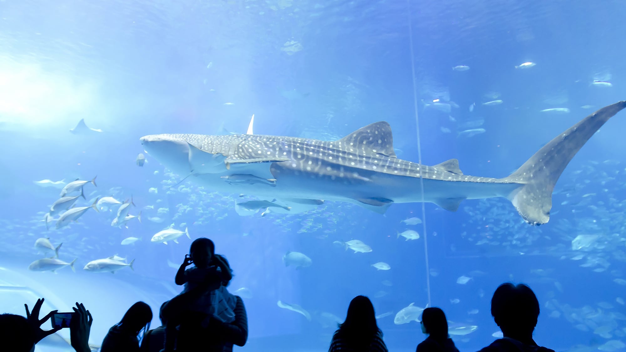 [Okinawa Churaumi Aquarium] One of the most popular spots in northern Okinawa ☆