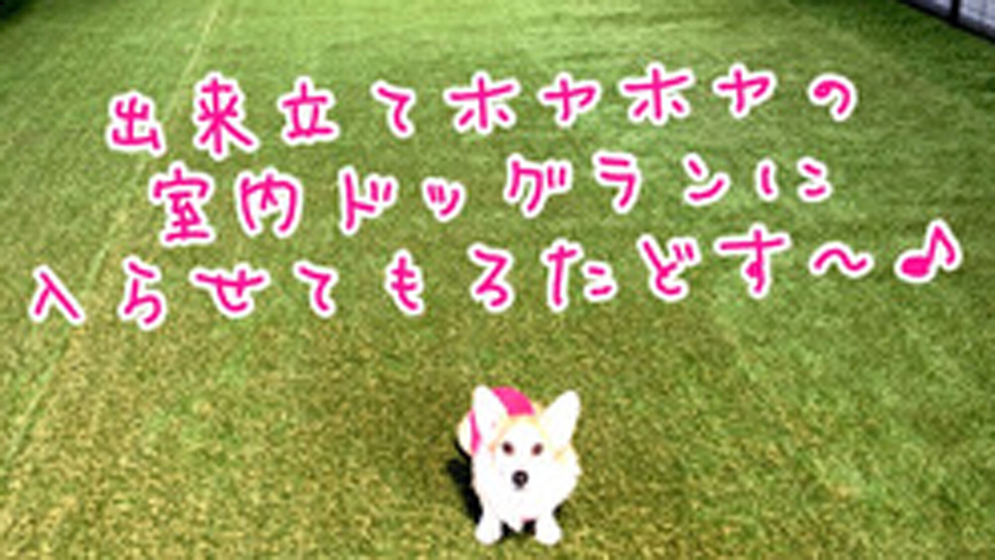 [Photo provided by Mocha Young] Indoor dog run