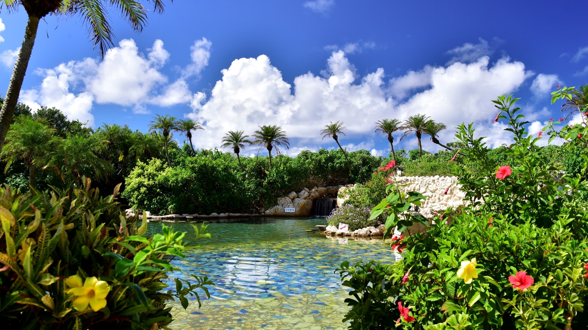 [Shigira Kogane Onsen (inside the resort)/Jungle Pool] This is a jungle pool where you can enter with a swimsuit.