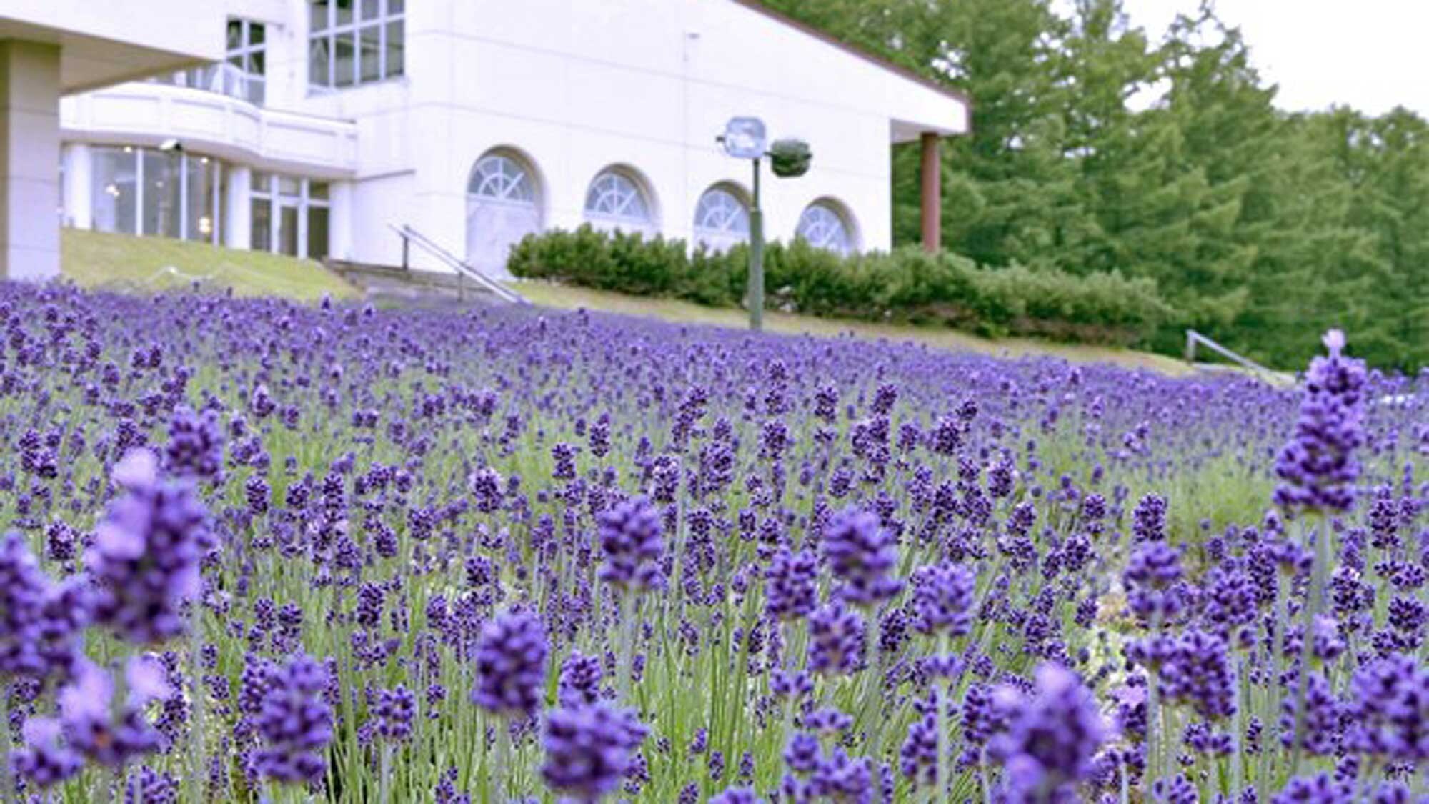 [薰衣草]夏天，薰衣草盛开在整个场地♪