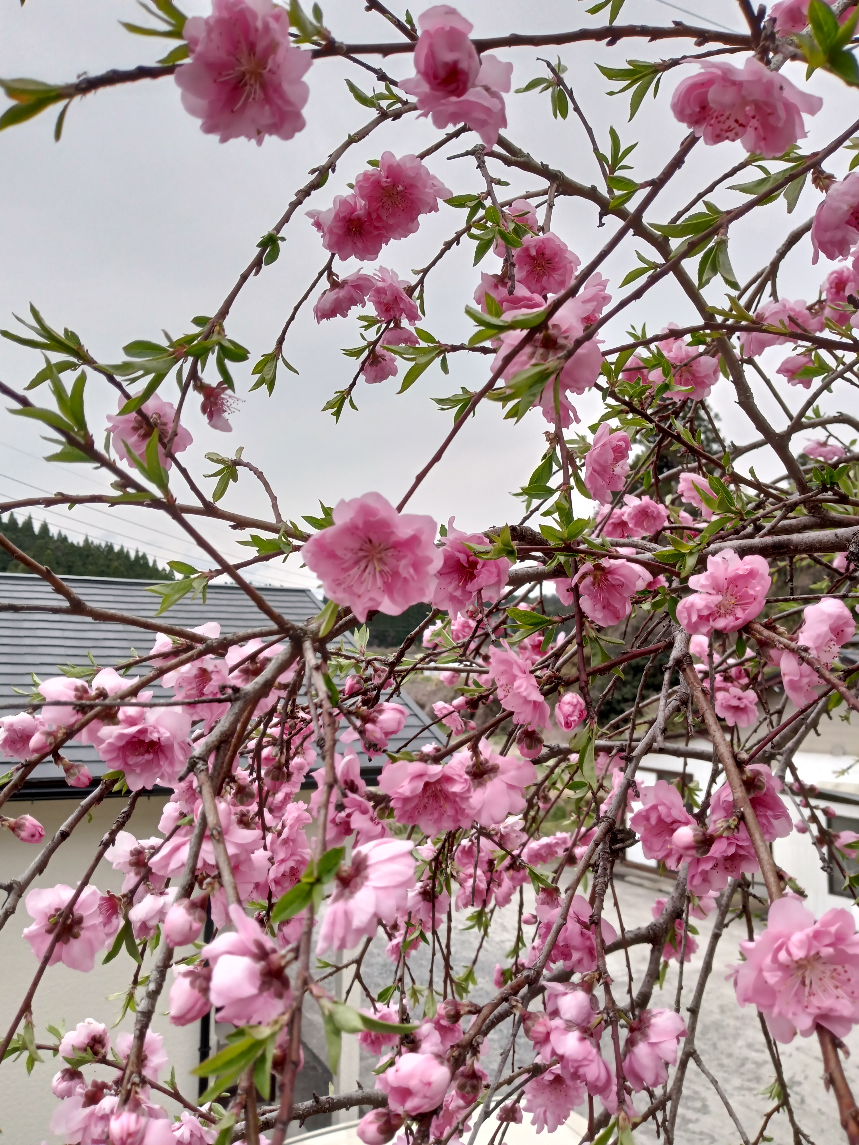 樱花