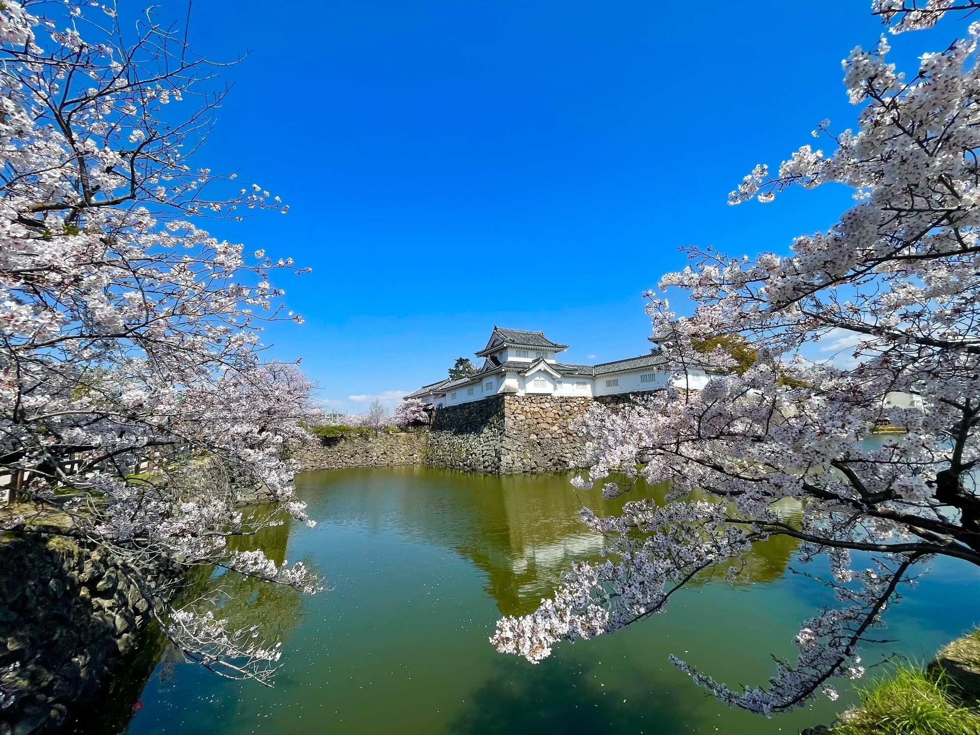 Kishiwada Castle Cherry Blossoms 4