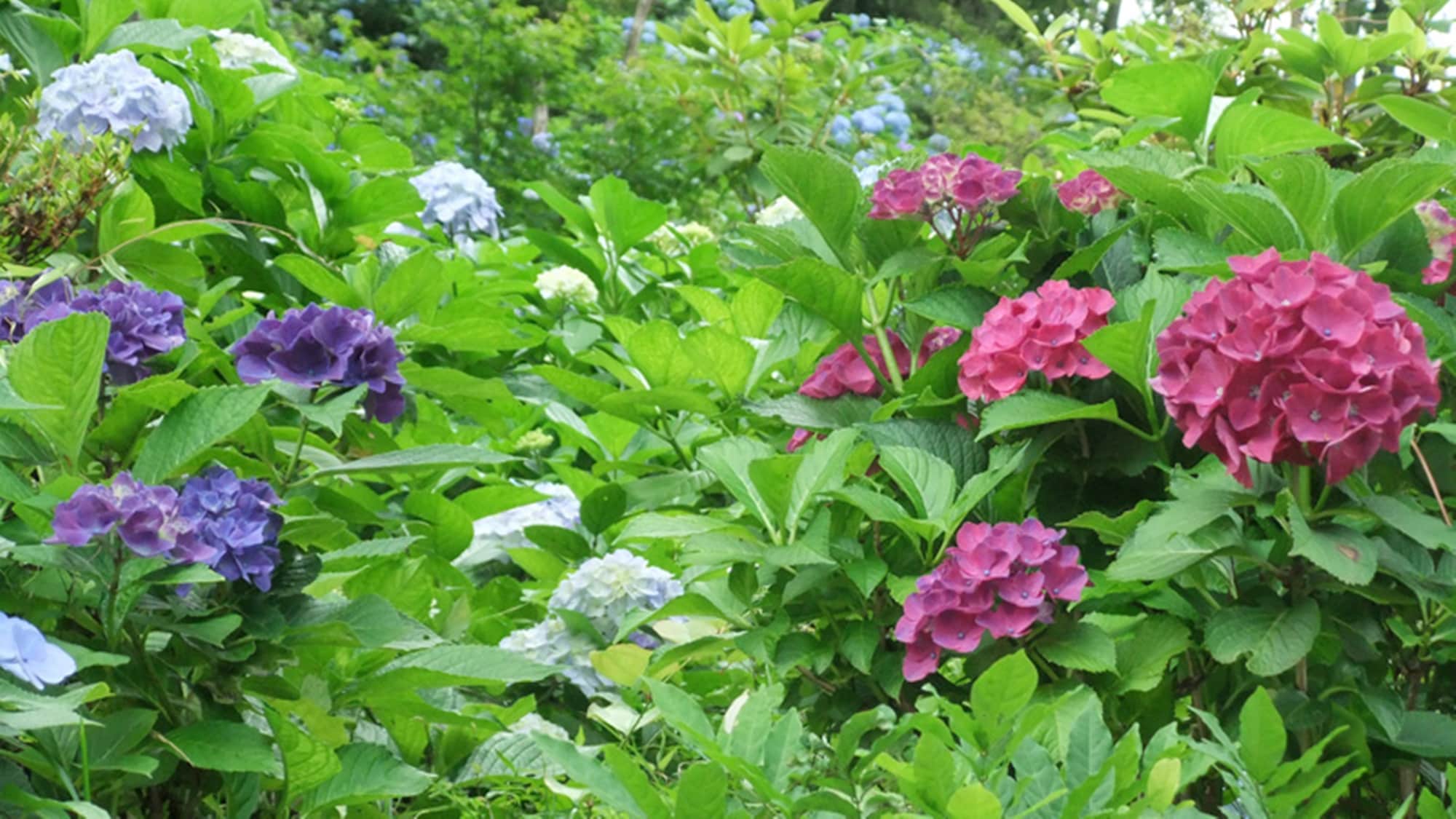 ※[繡球花] 7月中旬～8月也推薦觀賞繡球花♪