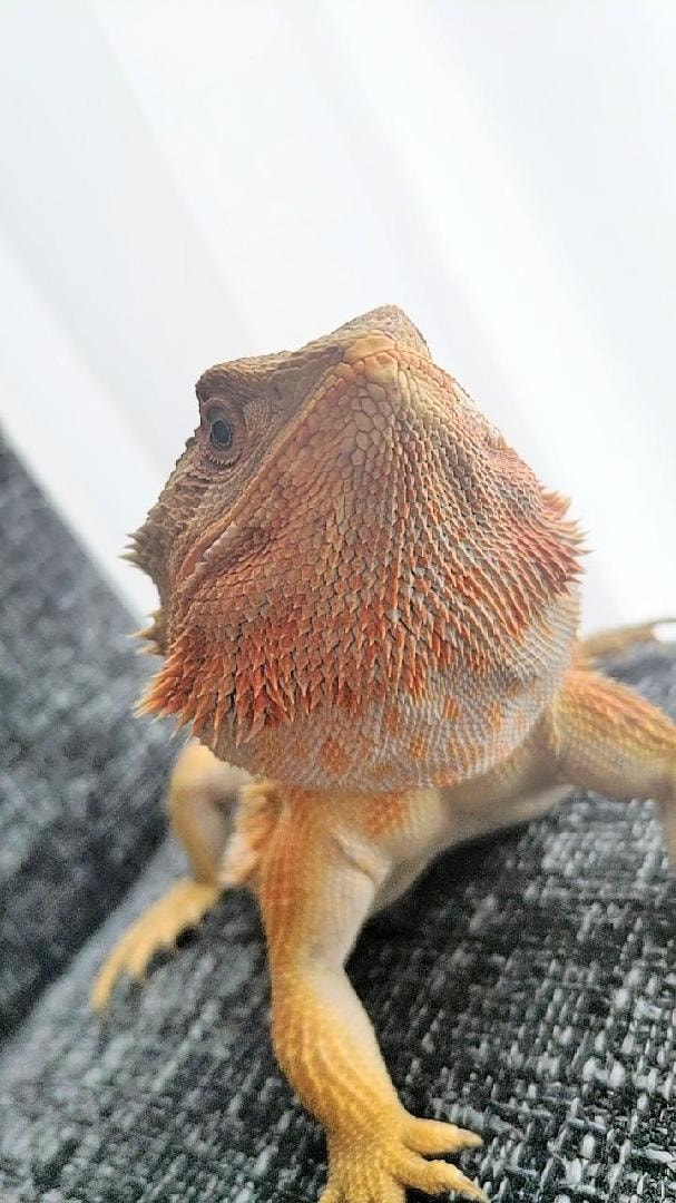 profile