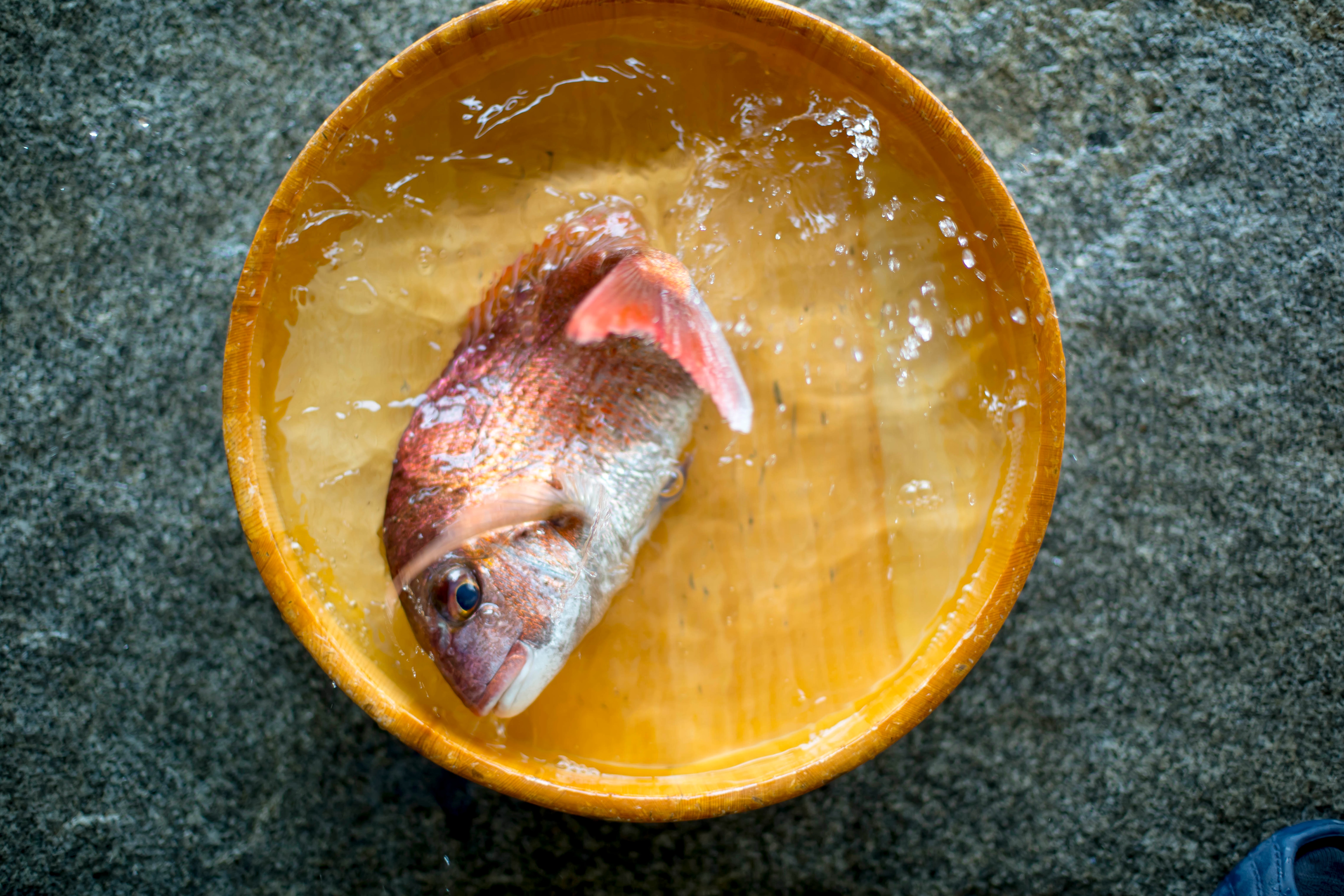 Red sea bream of Kurushima