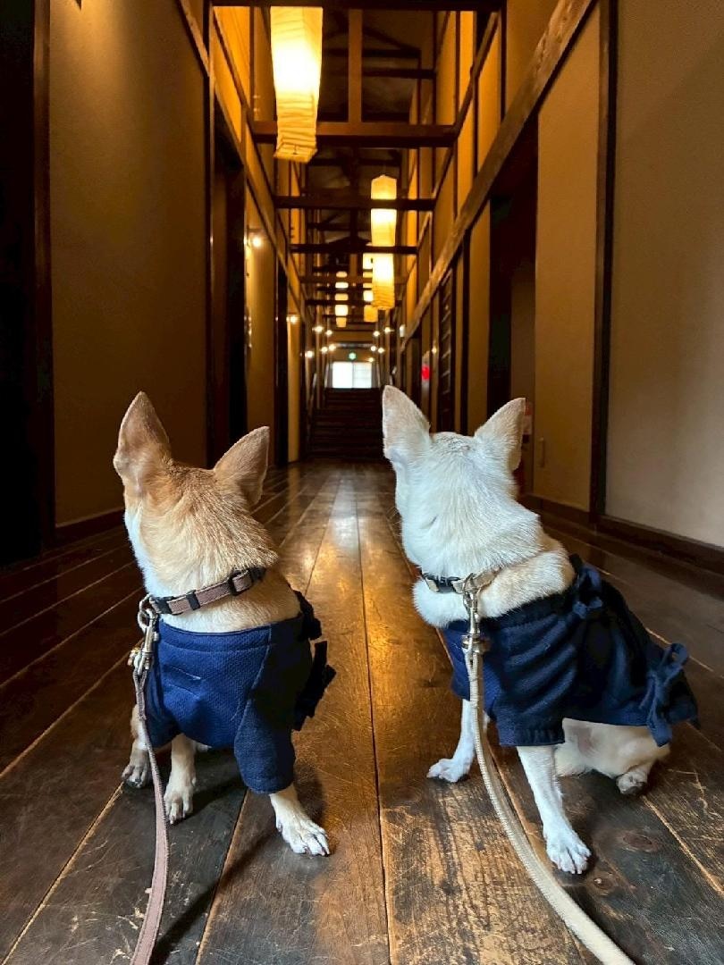 愛犬と泊まれる古民家リトリート 赤城山 － 懐 － に実際に泊まった方
