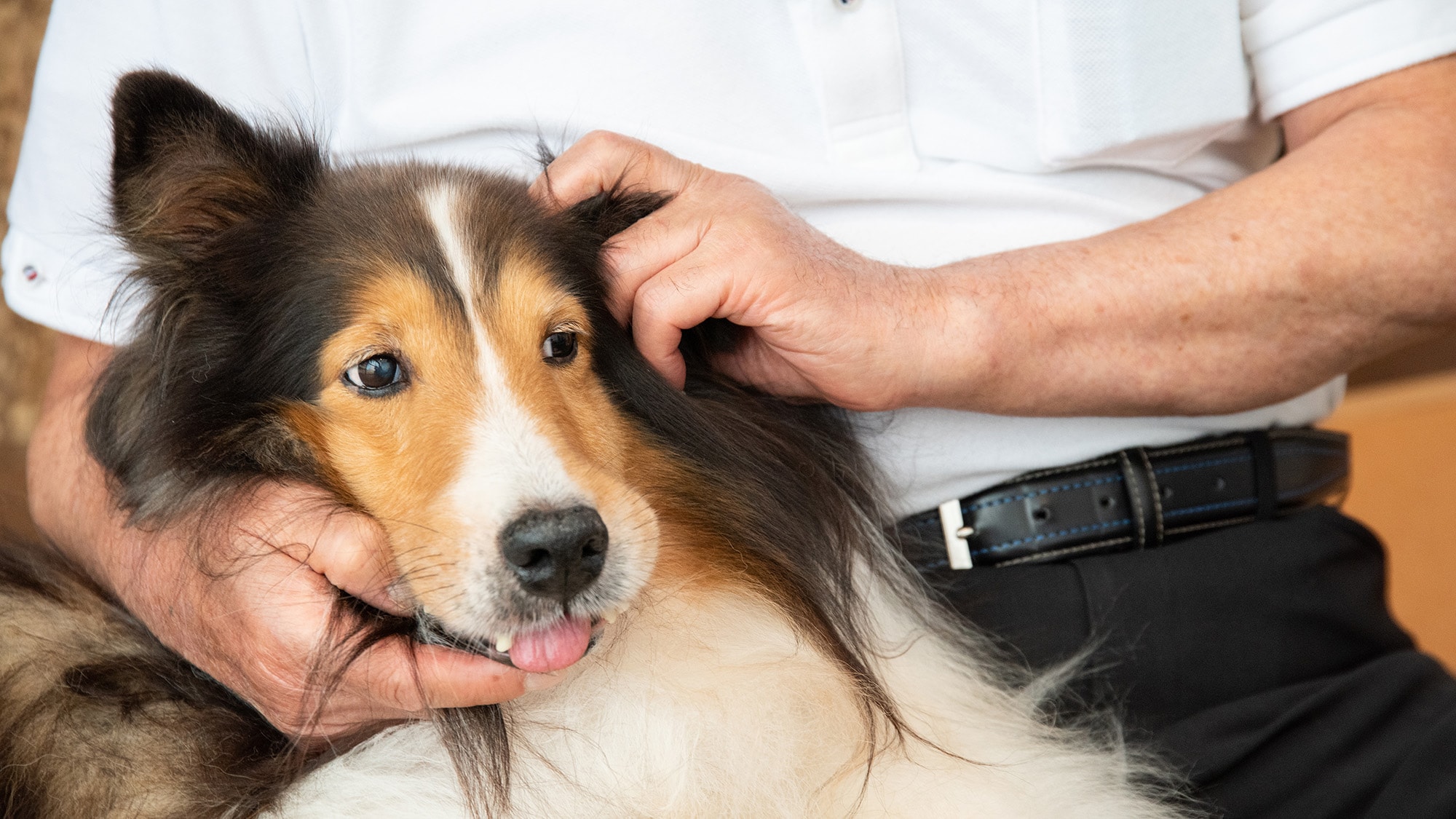 *You can spend time with your dog in the room without a cage!