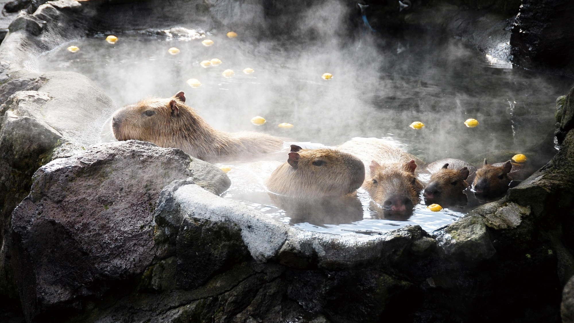 [Nearby sightseeing] Izu Cactus Park Capybara open-air bath