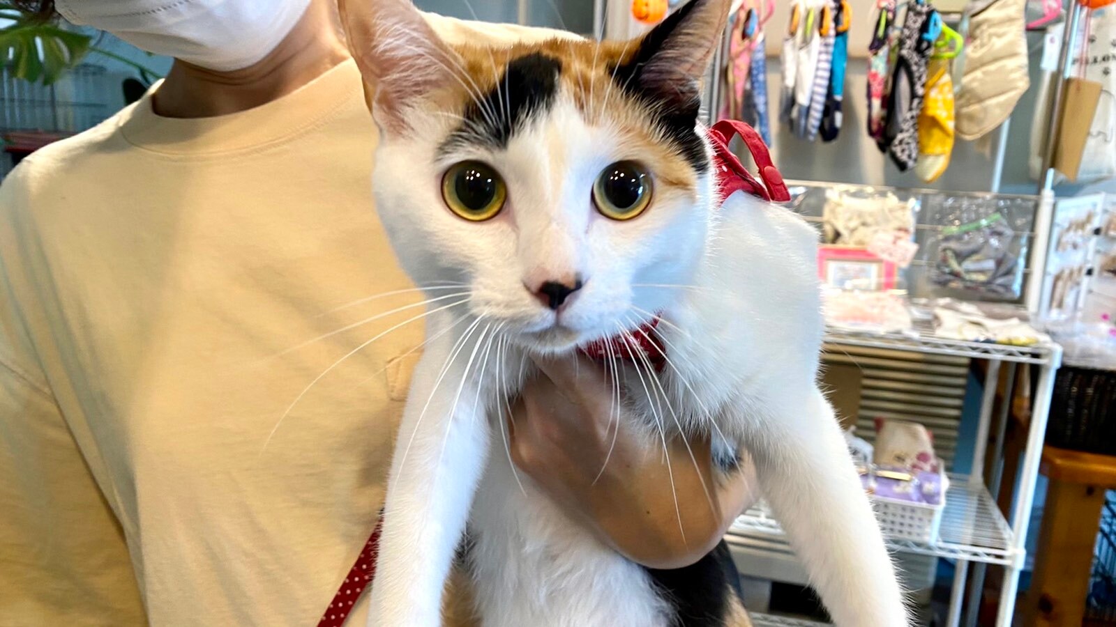 Jingga keriting dan berkilau