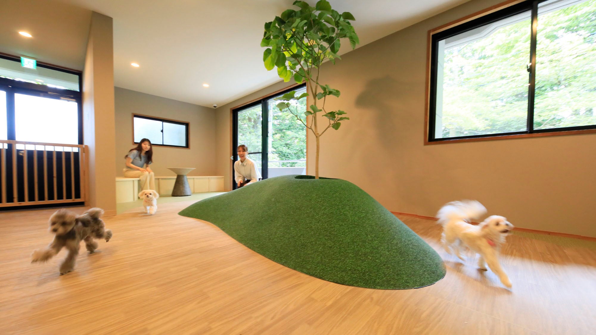 [Indoor dog run] You can play after checking in.