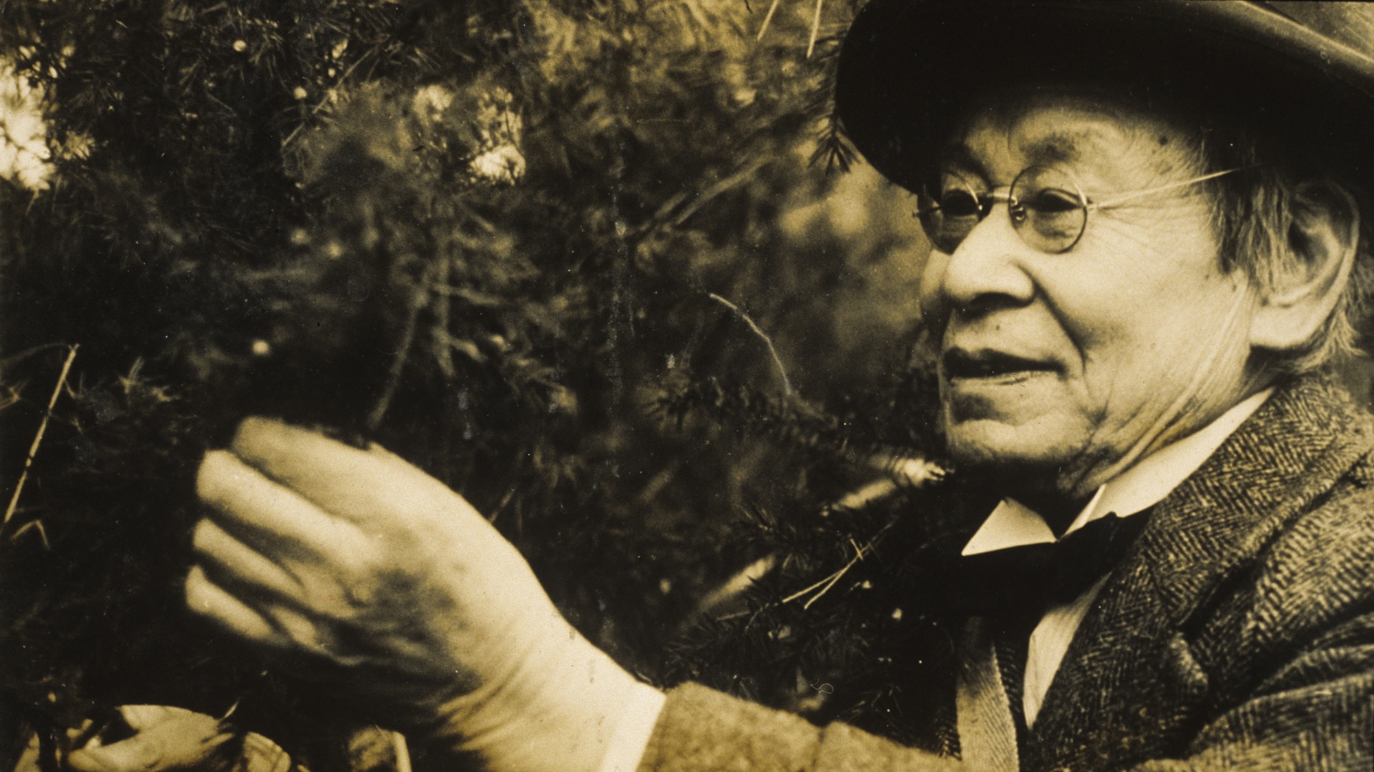 Makino Tomitaro (Courtesy of Kochi Prefectural Makino Botanical Garden)
