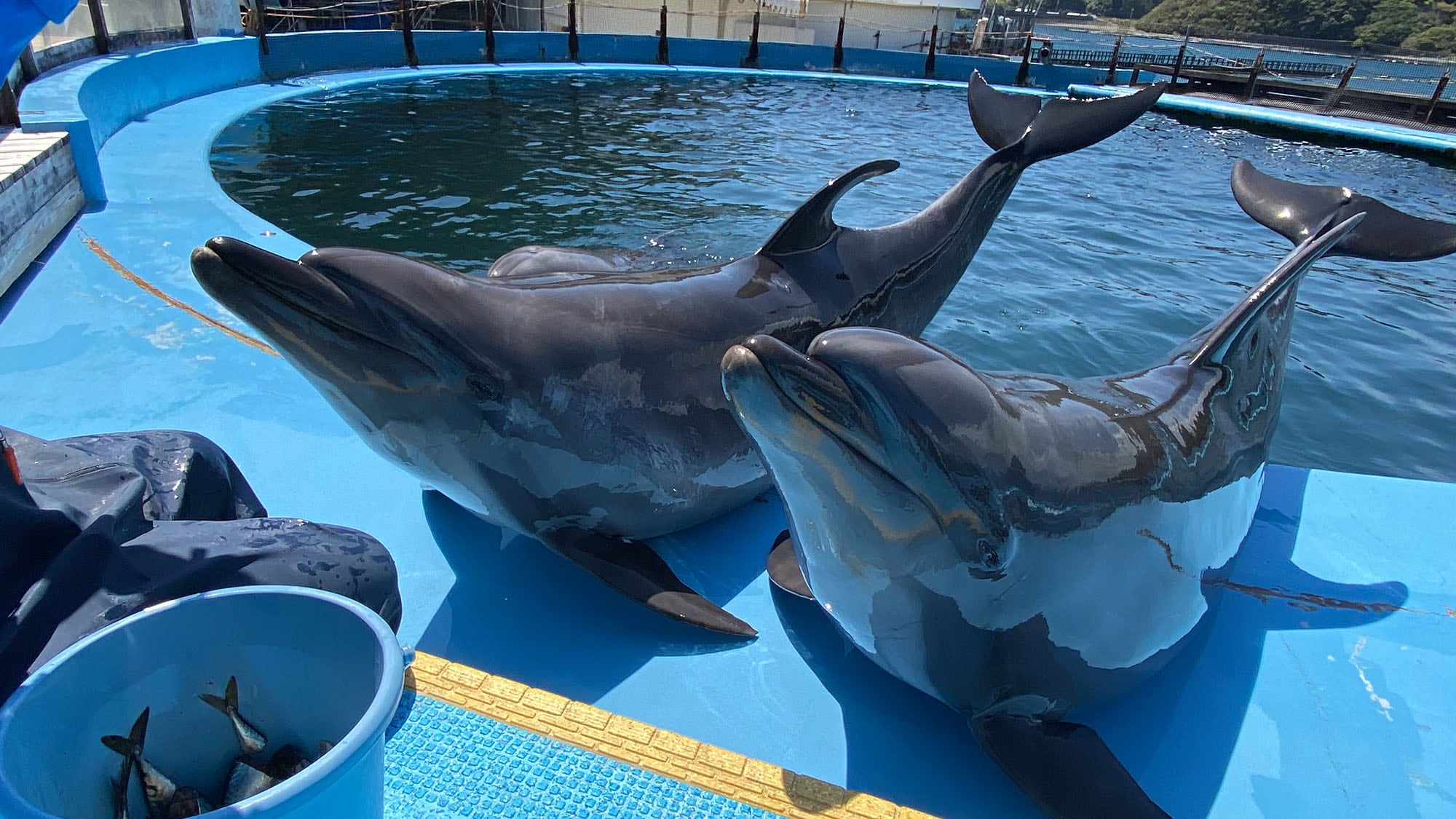 ・[Gần đó] Được xoa dịu bởi những chú cá heo tại Bảo tàng Cá voi Taiji