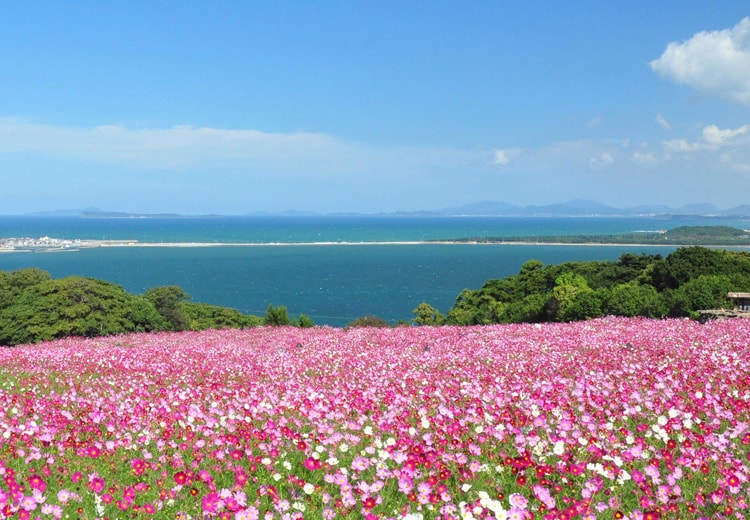 [秋天]能古島公園的大波斯菊