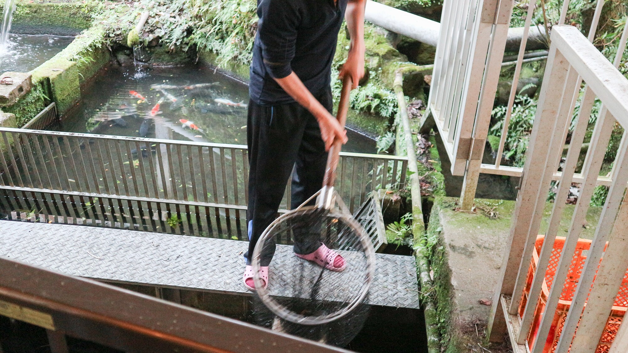 *[Garden] The carp is pulled out just before cooking, so you can enjoy fresh carp with no unpleasant odor.