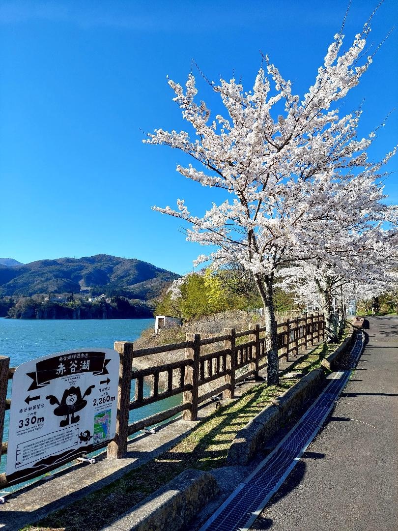 20260412_155402　赤谷湖と桜.jpg