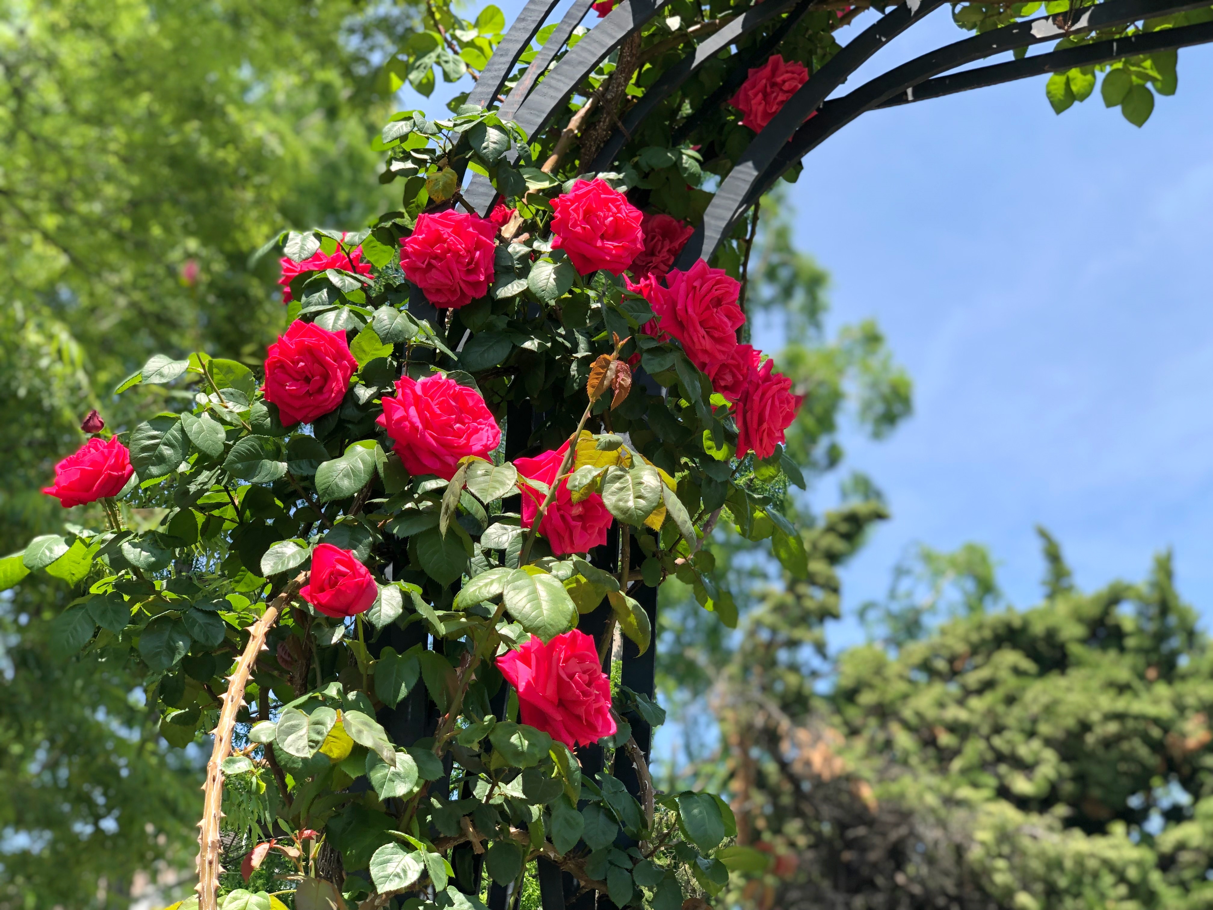Utsubo Park (Rose Garden) May image