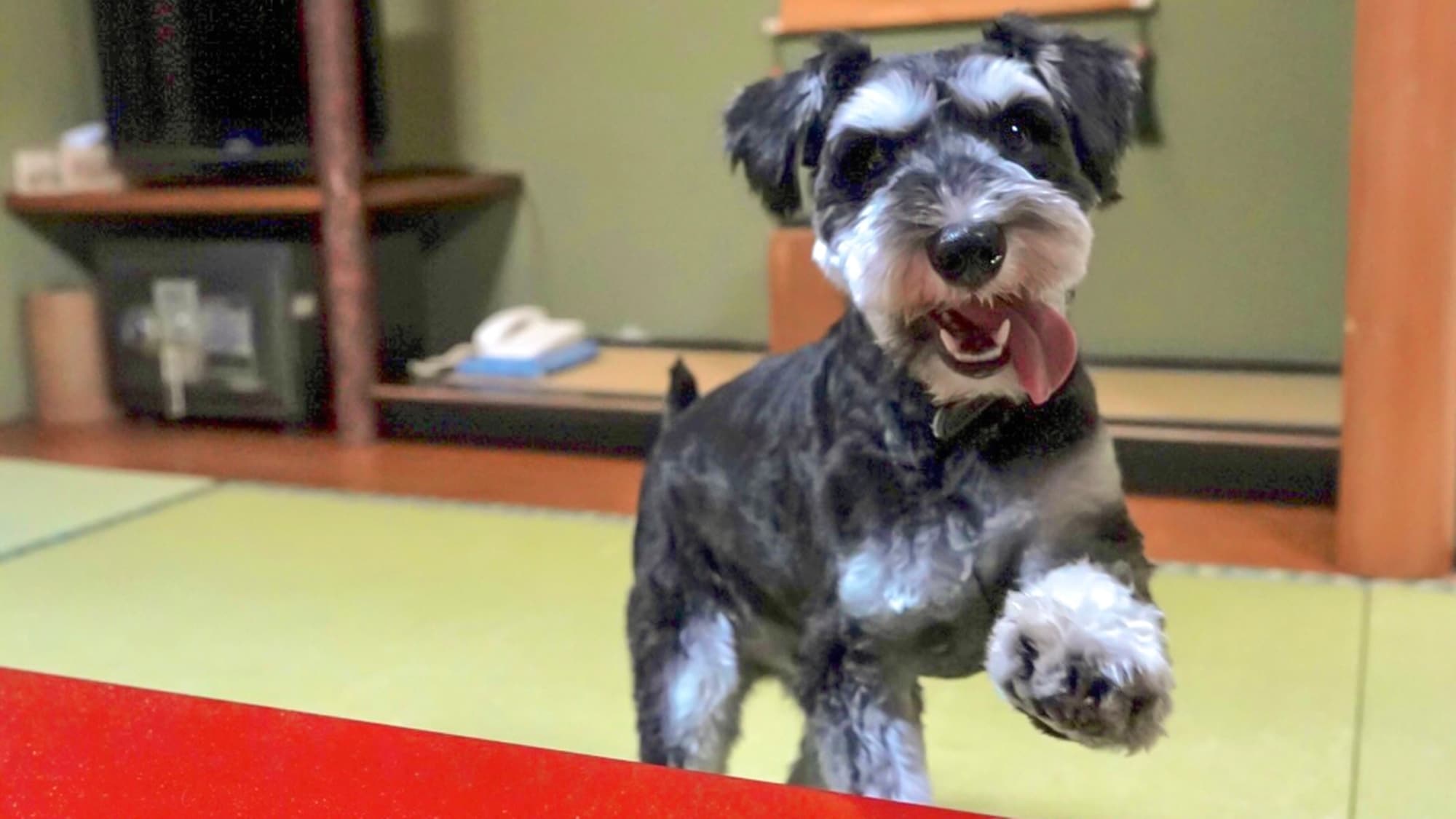*【Accommodation with your dog】Your dog can roam freely in your room. *A sanitation fee of 3300 yen per dog applies (up to 3 dogs).
