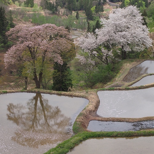 Bunga sakura liar di sawah terasering Gimei