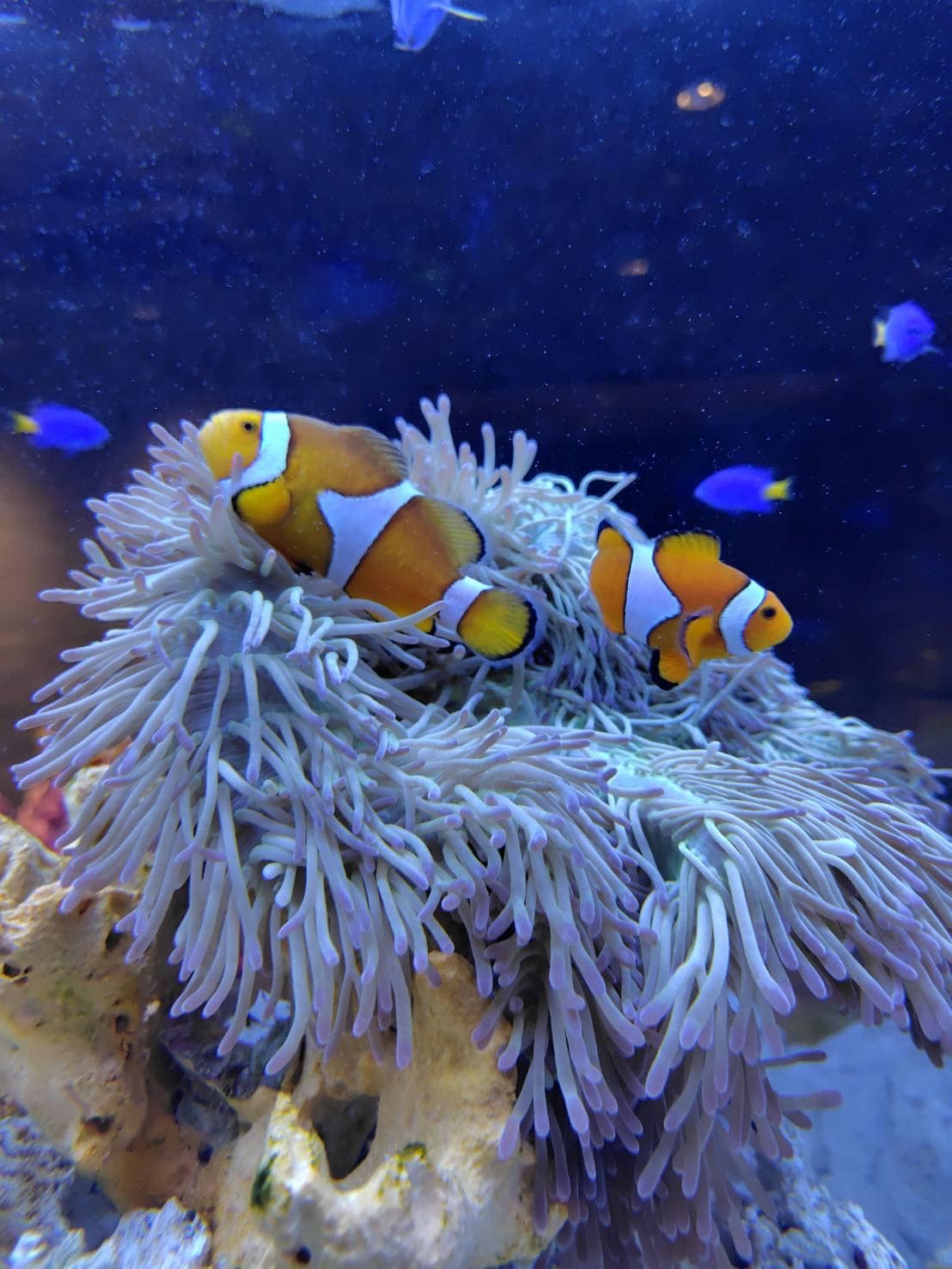 水族館 5