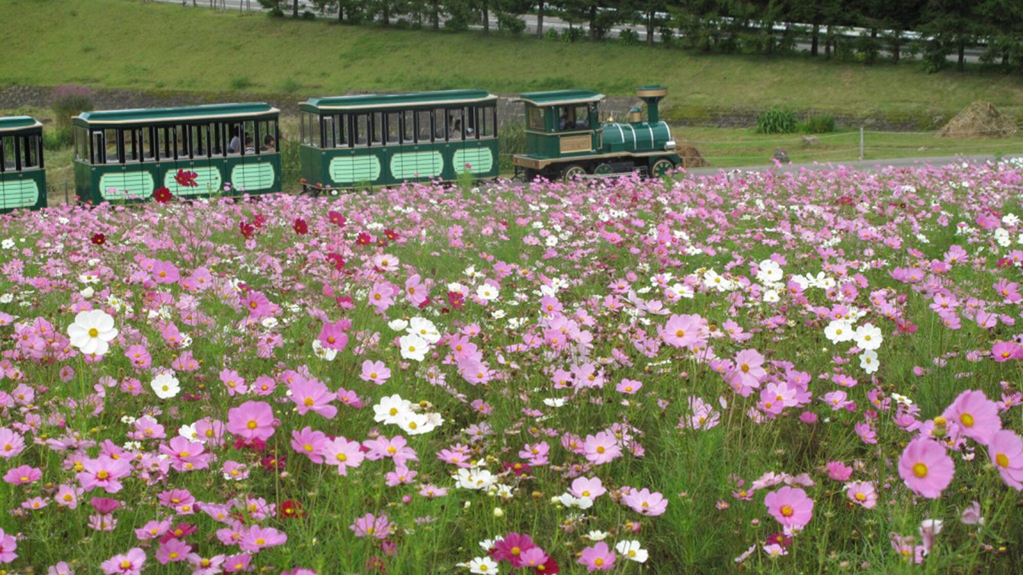 [Hirugano Plateau, Pastoral Village]