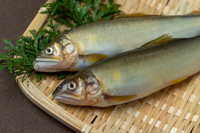 香鱼