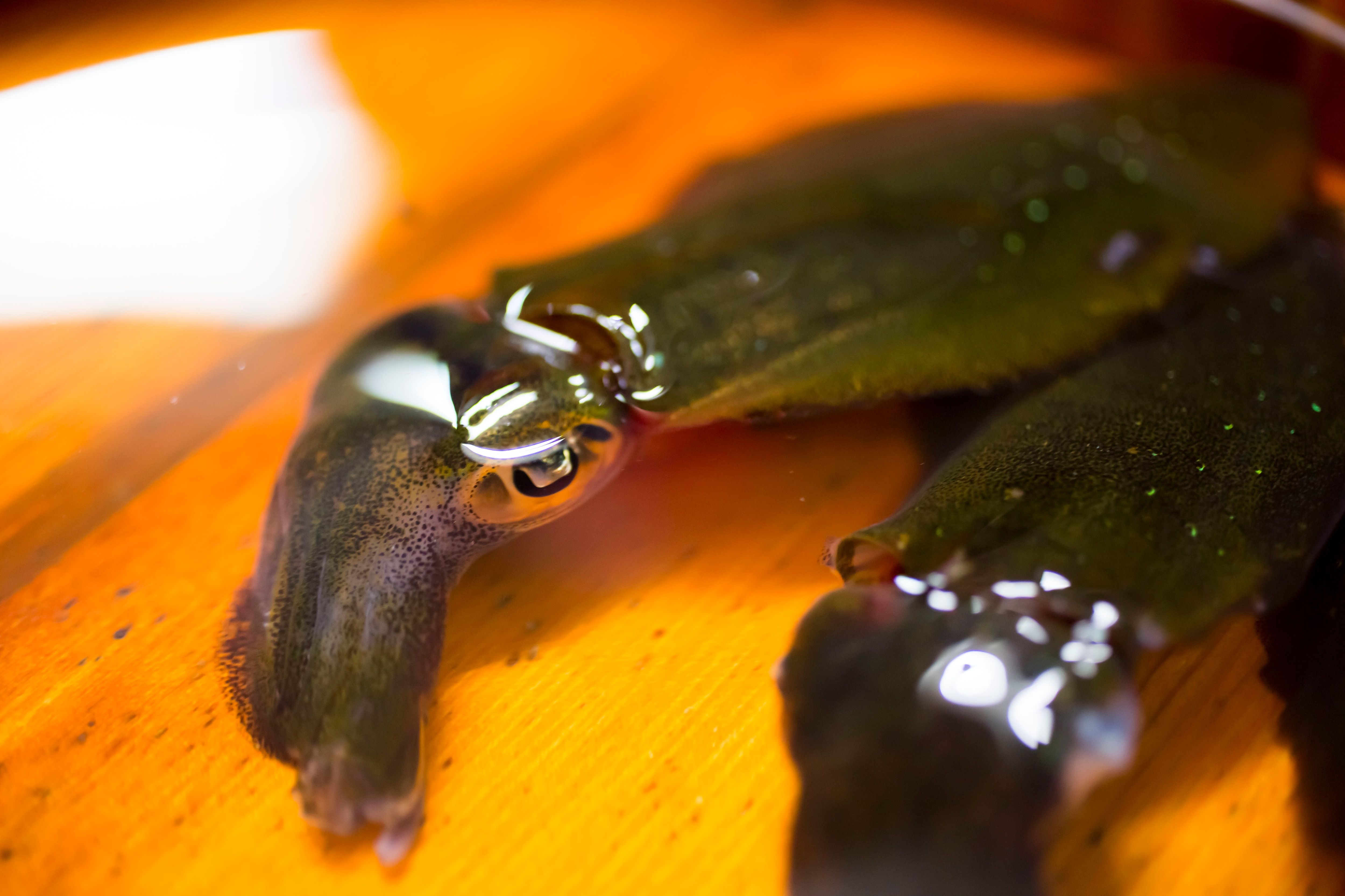 Bigfin reef squid