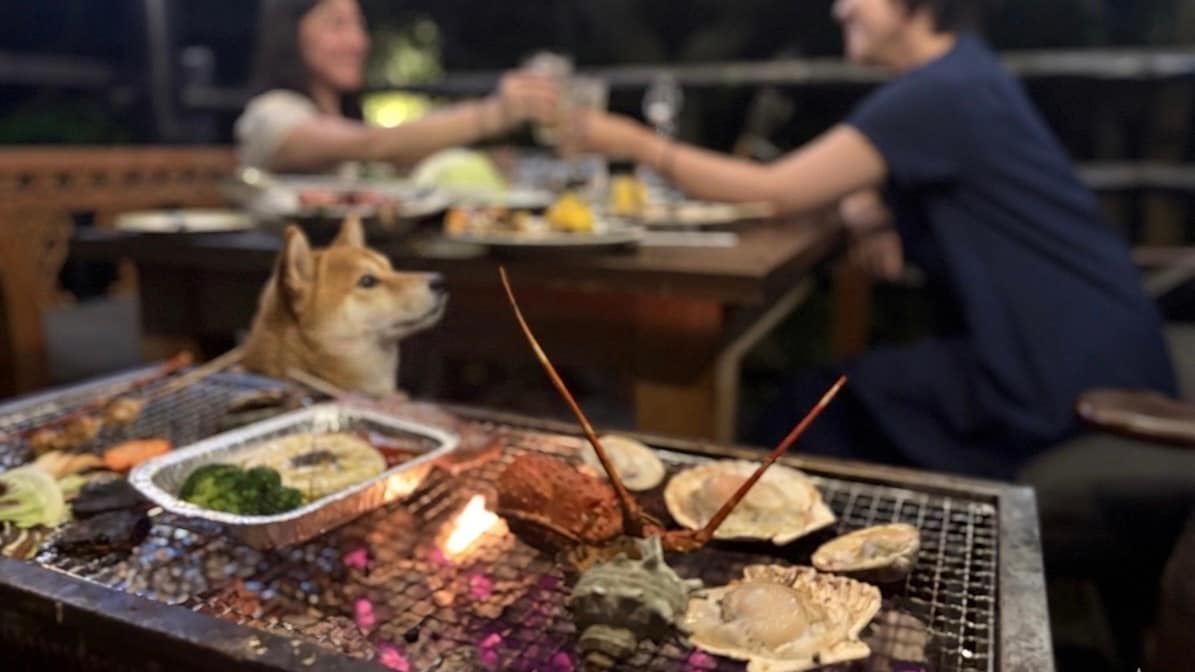 【免持燒烤計畫】與您的狗狗一起享用豐盛的豪華燒烤，包括龍蝦、鮑魚和和牛。
