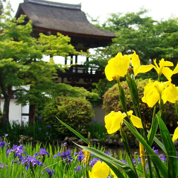 长岳寺 钟楼 大门 绣球花 山边之道