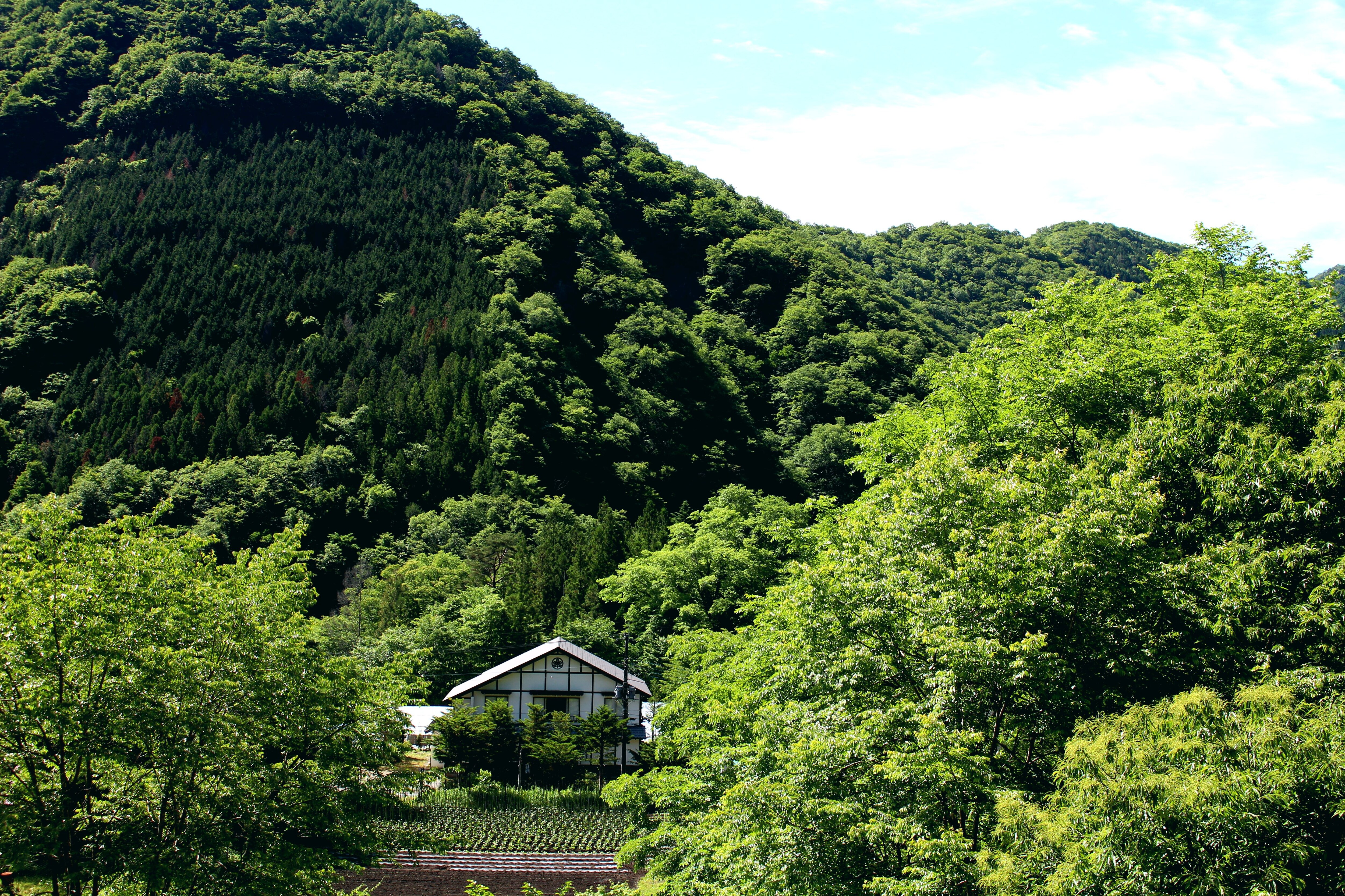 Surrounded by green mountains, "Minshuku Yamahisa"