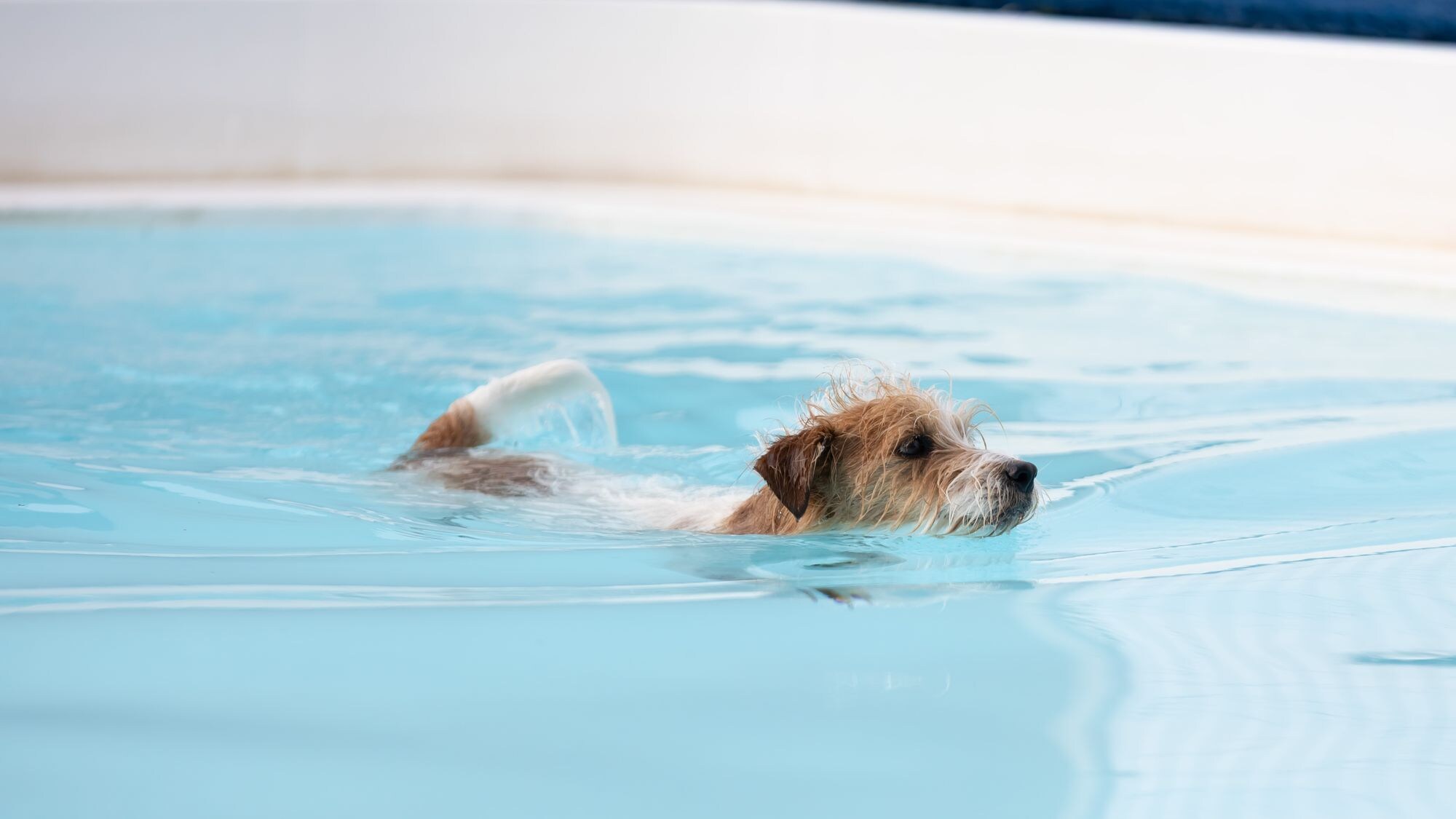 [Summer Only] Dog-only swimming pool