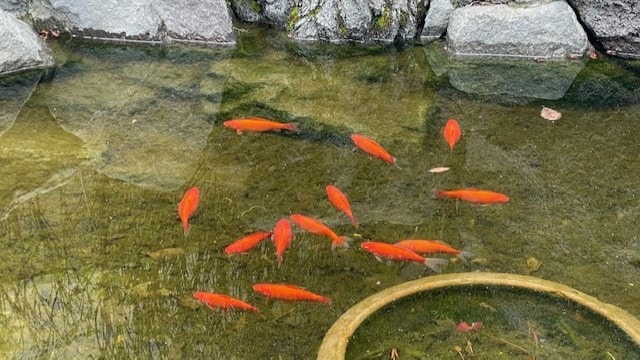 金魚2025.5.8①