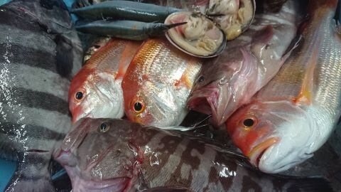 Local fish of Lake Irago