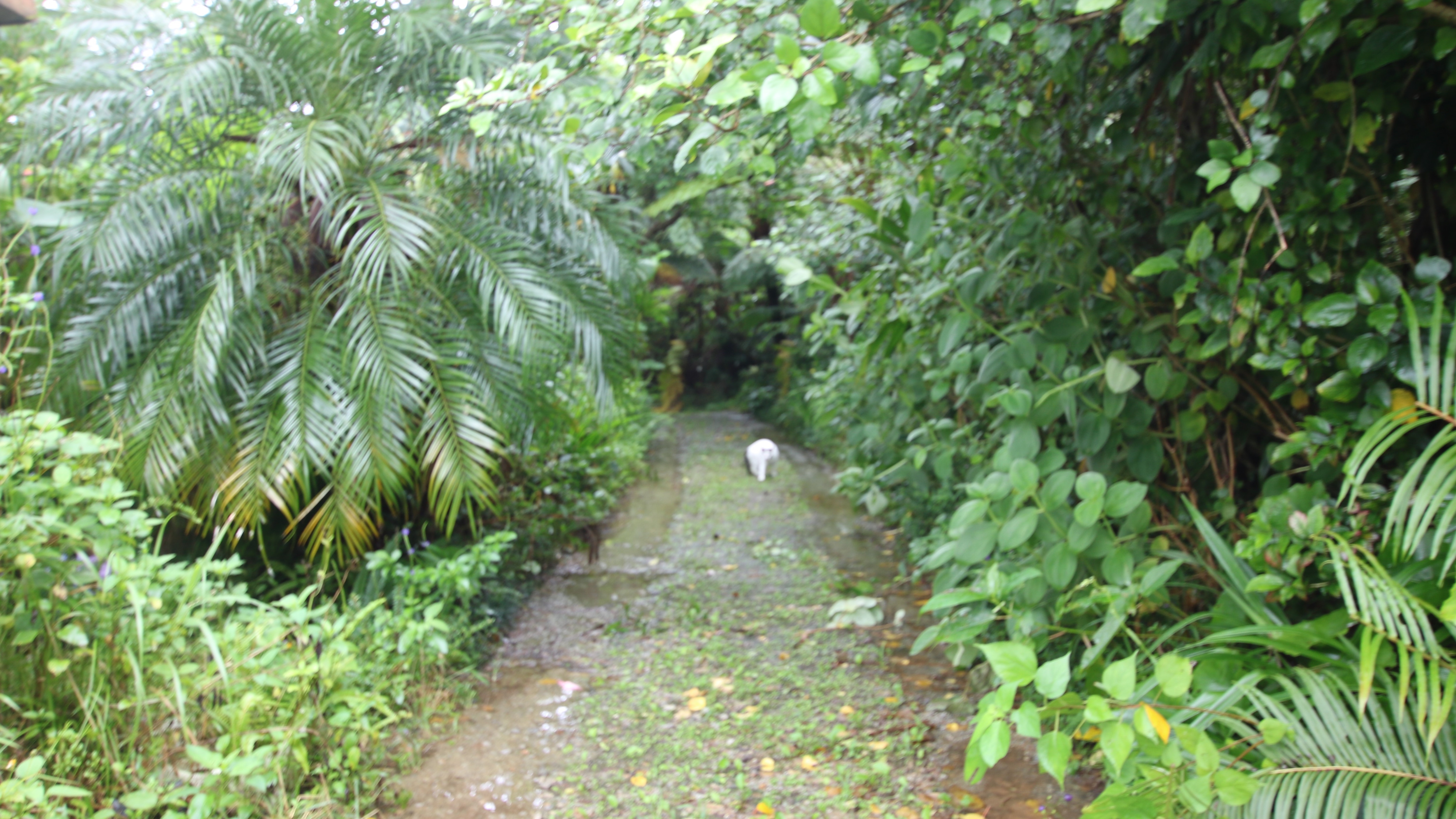 Yanbaru no Mori