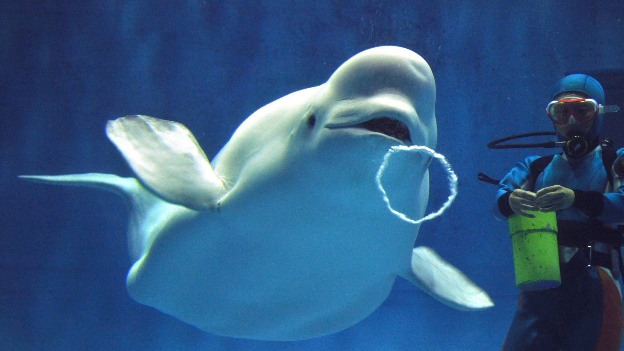 Shimane Aquarium Aquas is one of the largest aquariums in the Chugoku and Shikoku regions, where you can encounter the popular beluga whales.