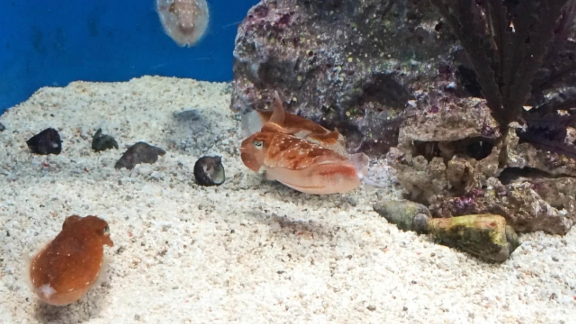 Nearby attractions | Sunshine Aquarium (approximately 30 minutes by public transport)