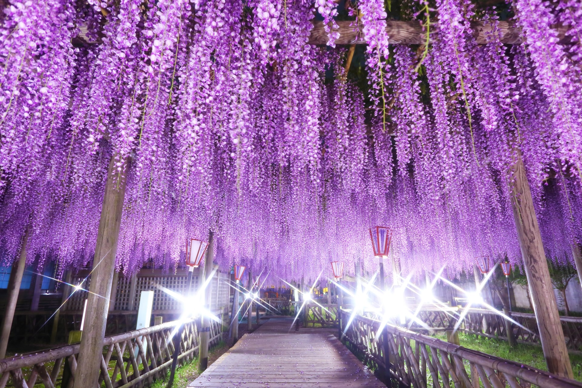 [15 minutes by car from the hotel] Wisteria at Toyota Kumano Memorial Park. Enjoy the four seasons while being soothed by the flowers.