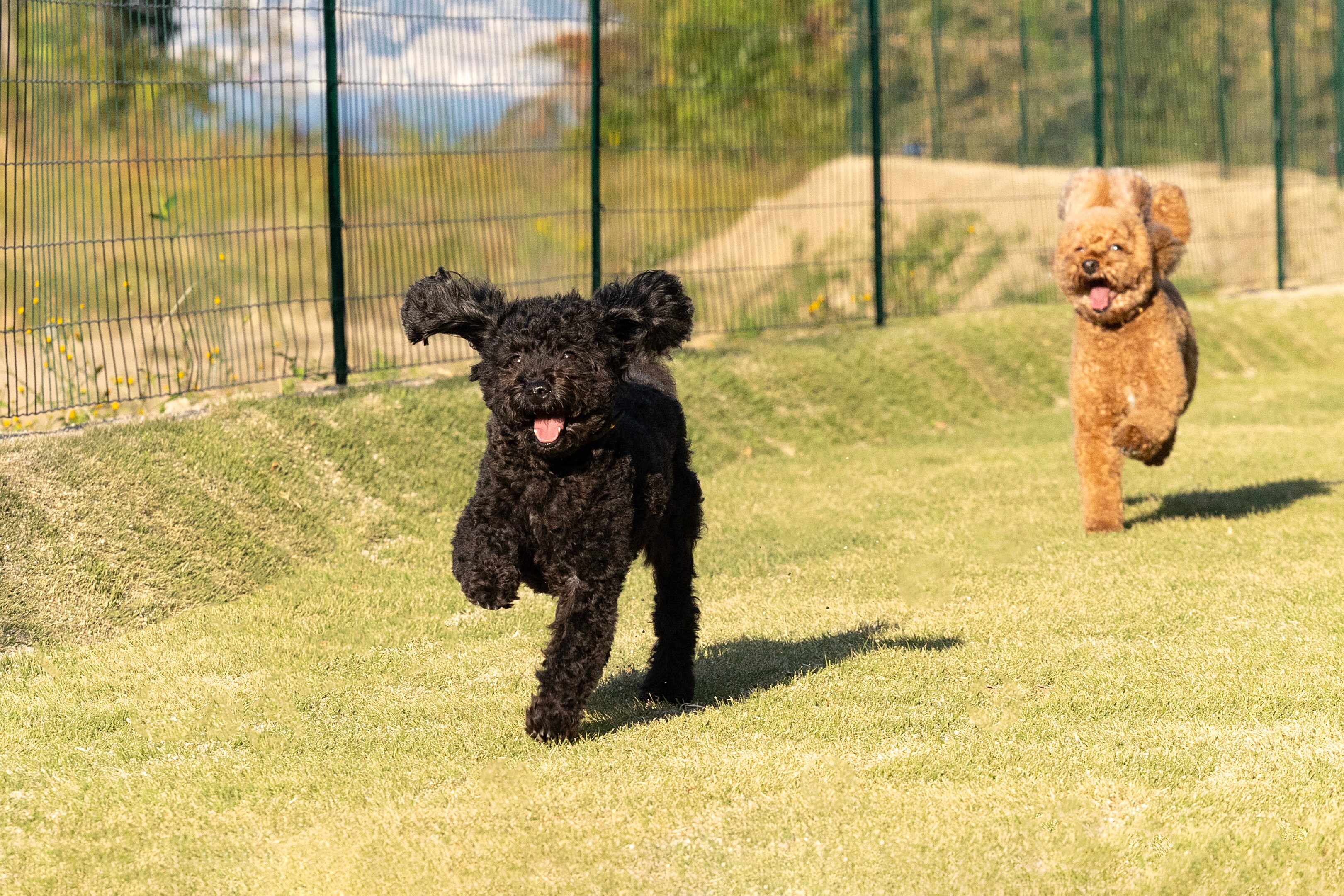 Dog run