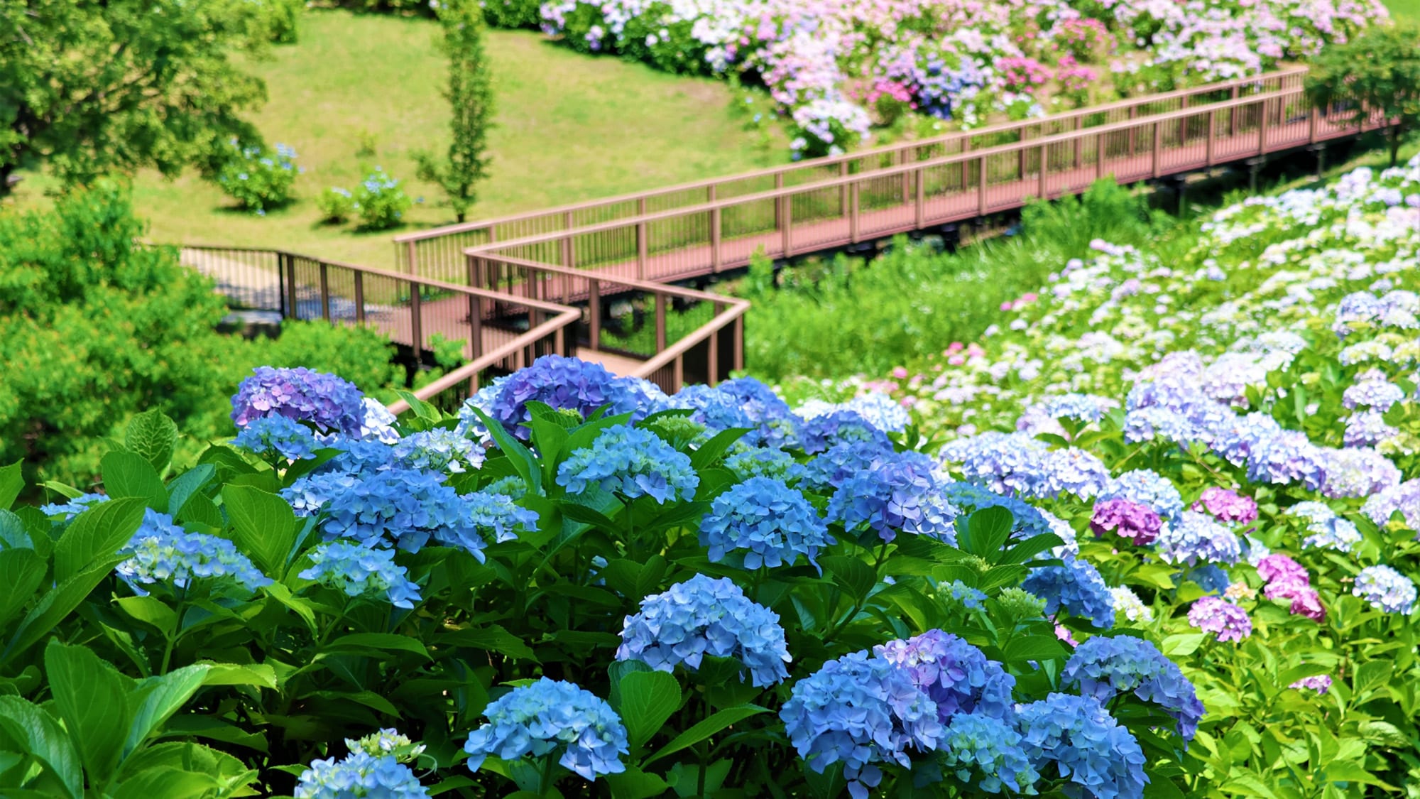 まんのう公園「あじさいまつり」