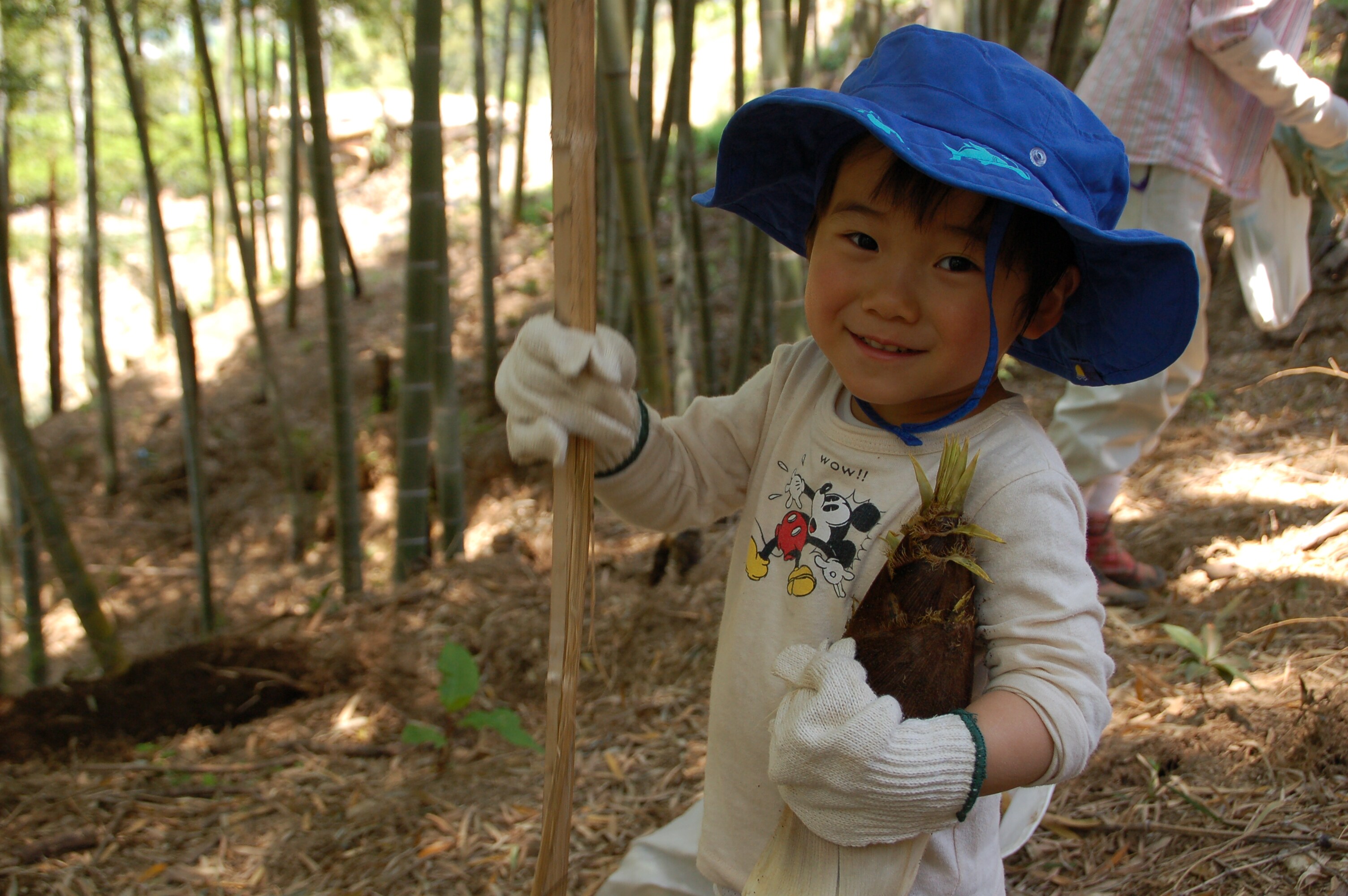 Bamboo shoot digging 3