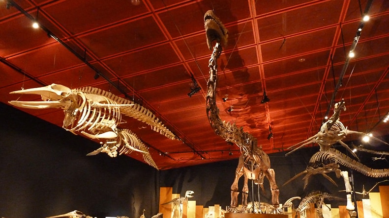 Horuru fossil