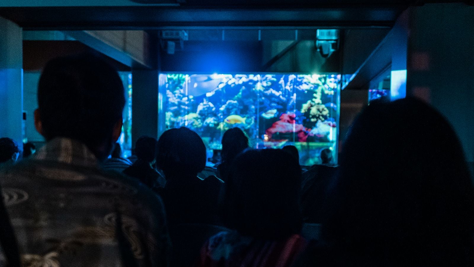 The garden windows turn into a special screen at night ★ "Aquarium"