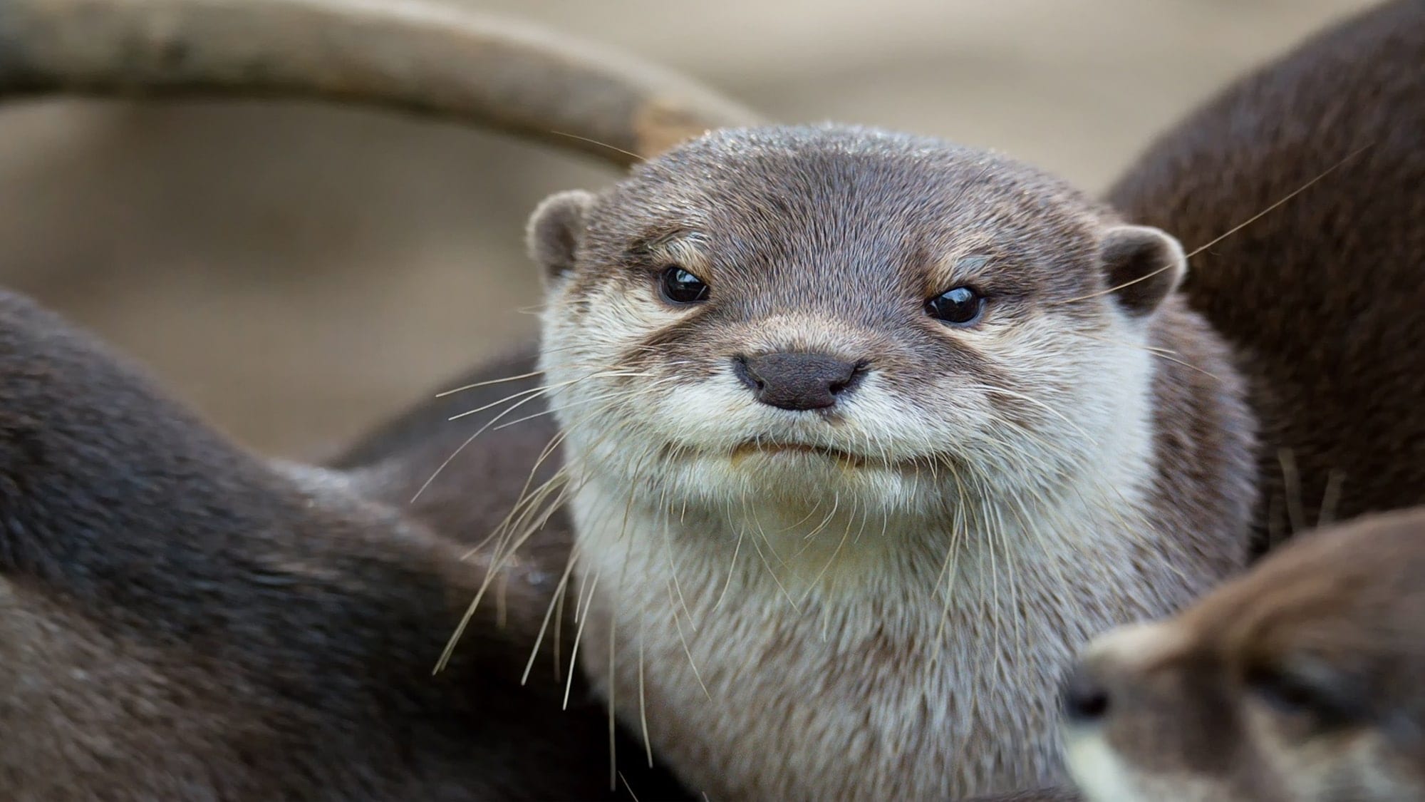 Otter